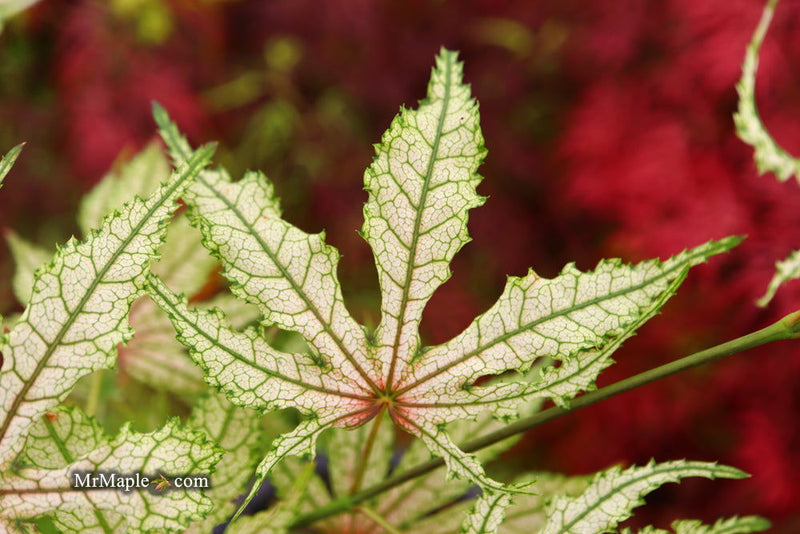 - Acer palmatum 'Strawberry Delight’ Japanese Maple - Mr Maple │ Buy Japanese Maple Trees