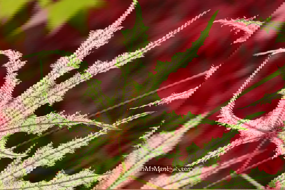 Buy Acer palmatum 'Strawberry Delight' Japanese Maple — Mr Maple │ Buy ...