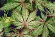 - Acer palmatum 'Strawberry Fields' Japanese Maple - Mr Maple │ Buy Japanese Maple Trees