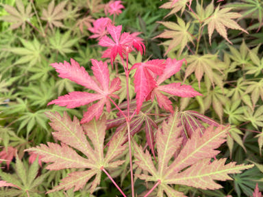 - Acer palmatum 'Strawberry Fields' Japanese Maple - Mr Maple │ Buy Japanese Maple Trees