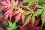 - Acer palmatum 'Strawberry Fields' Japanese Maple - Mr Maple │ Buy Japanese Maple Trees