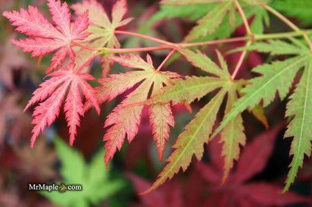 Buy Acer palmatum 'Strawberry Fields' Japanese Maple — Mr Maple │ Buy ...