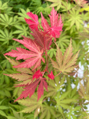 - Acer palmatum 'Strawberry Fields' Japanese Maple - Mr Maple │ Buy Japanese Maple Trees
