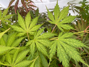 - Acer palmatum 'Strawberry Fields' Japanese Maple - Mr Maple │ Buy Japanese Maple Trees