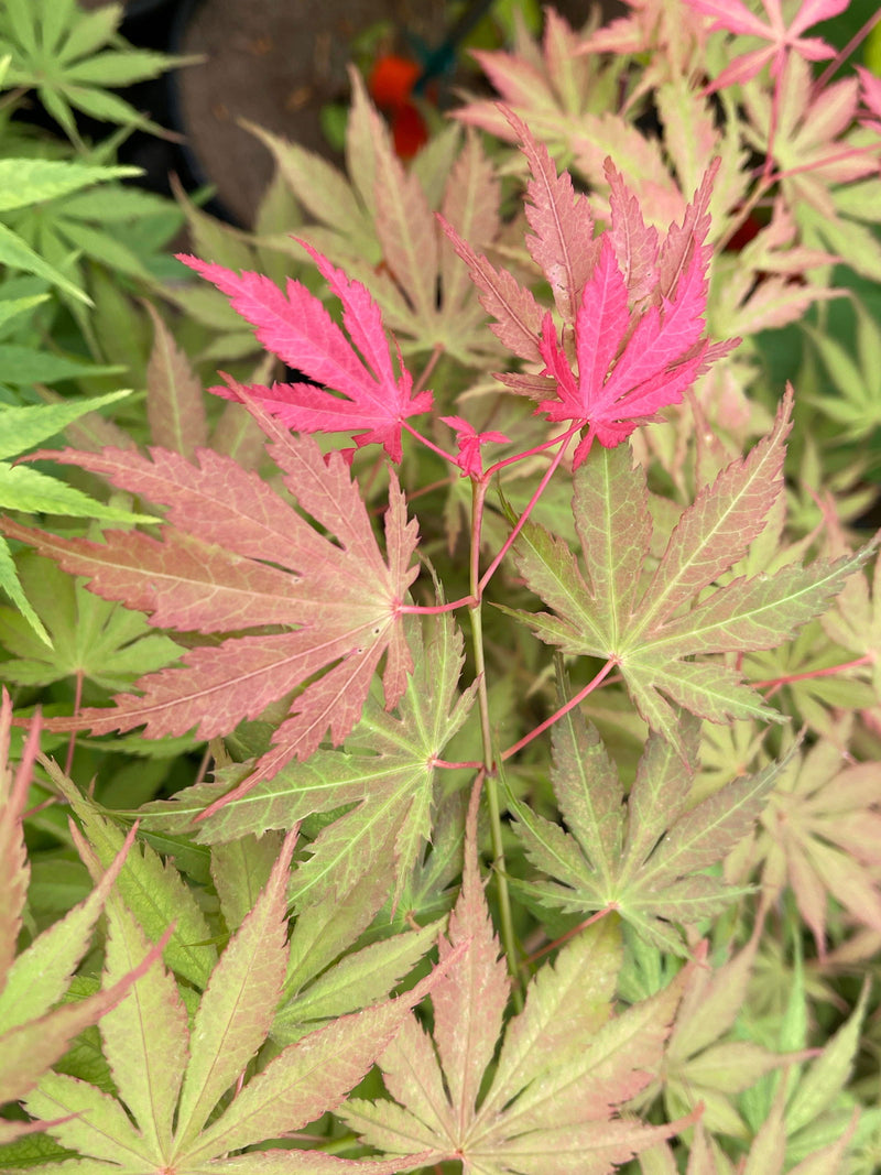 - Acer palmatum 'Strawberry Fields' Japanese Maple - Mr Maple │ Buy Japanese Maple Trees