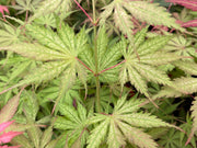 - Acer palmatum 'Strawberry Fields' Japanese Maple - Mr Maple │ Buy Japanese Maple Trees
