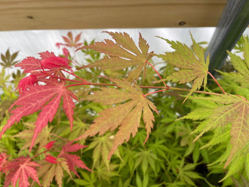 - Acer palmatum 'Strawberry Fields' Japanese Maple - Mr Maple │ Buy Japanese Maple Trees