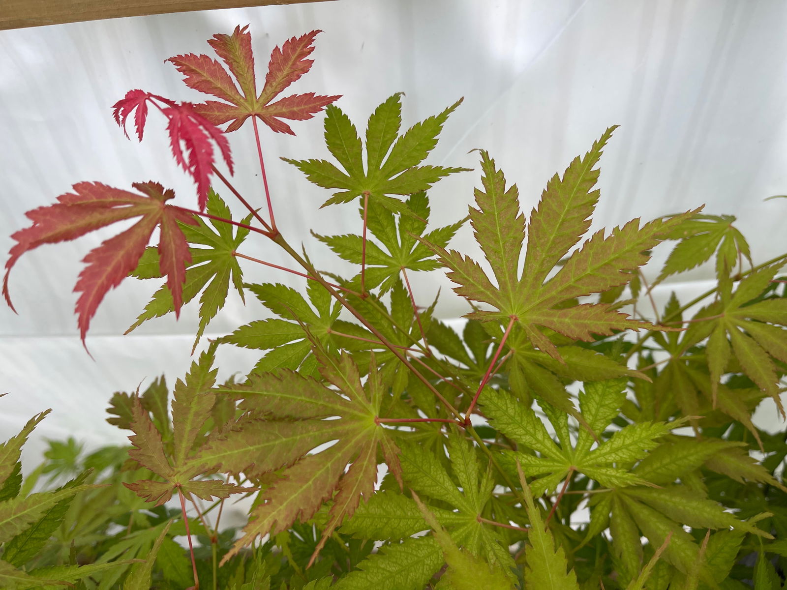 Buy Acer palmatum 'Strawberry Fields' Japanese Maple — Mr Maple