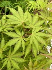 - Acer palmatum 'Strawberry Fields' Japanese Maple - Mr Maple │ Buy Japanese Maple Trees