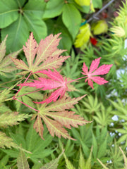 - Acer palmatum 'Strawberry Fields' Japanese Maple - Mr Maple │ Buy Japanese Maple Trees
