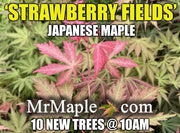 - Acer palmatum 'Strawberry Fields' Japanese Maple - Mr Maple │ Buy Japanese Maple Trees