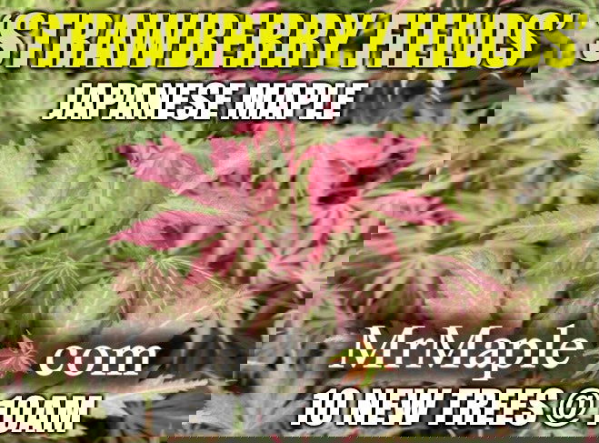 - Acer palmatum 'Strawberry Fields' Japanese Maple - Mr Maple │ Buy Japanese Maple Trees