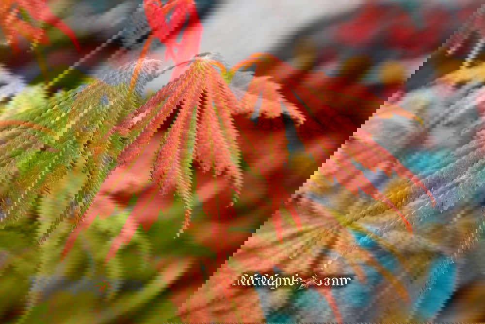 Buy Acer palmatum 'Strawberry Fields' Japanese Maple — Mr Maple