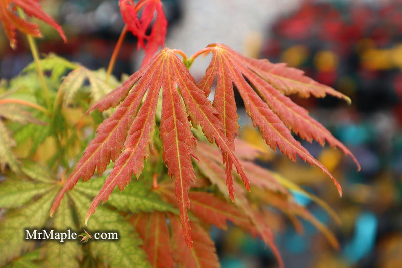 - Acer palmatum 'Strawberry Fields' Japanese Maple - Mr Maple │ Buy Japanese Maple Trees