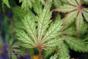 - Acer palmatum 'Strawberry Fields' Japanese Maple - Mr Maple │ Buy Japanese Maple Trees