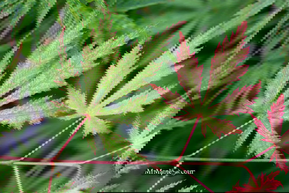 Buy Acer palmatum 'Strawberry Fields' Japanese Maple — Mr Maple
