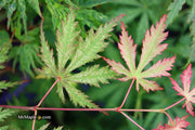 - Acer palmatum 'Strawberry Fields' Japanese Maple - Mr Maple │ Buy Japanese Maple Trees