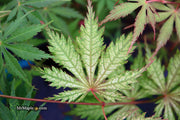 - Acer palmatum 'Strawberry Fields' Japanese Maple - Mr Maple │ Buy Japanese Maple Trees