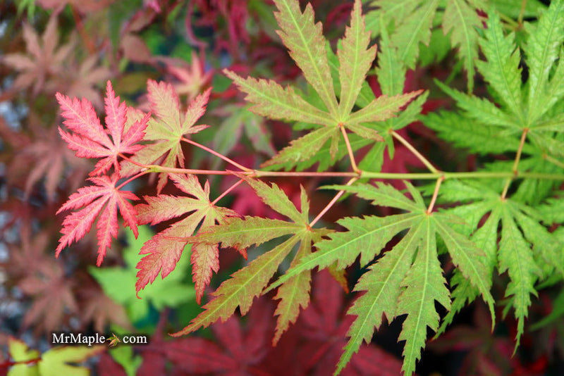 - Acer palmatum 'Strawberry Fields' Japanese Maple - Mr Maple │ Buy Japanese Maple Trees