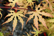 - Acer palmatum 'Strawberry Fields' Japanese Maple - Mr Maple │ Buy Japanese Maple Trees