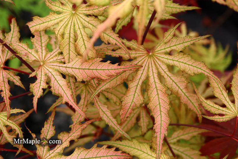- Acer palmatum 'Strawberry Fields' Japanese Maple - Mr Maple │ Buy Japanese Maple Trees