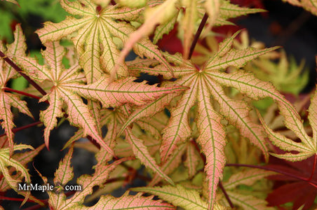 Buy Acer palmatum 'Strawberry Fields' Japanese Maple — Mr Maple │ Buy ...