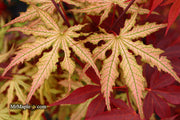 - Acer palmatum 'Strawberry Fields' Japanese Maple - Mr Maple │ Buy Japanese Maple Trees