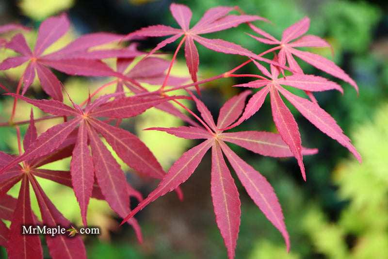 - Acer palmatum 'Sumi nagashi' Japanese Maple - Mr Maple │ Buy Japanese Maple Trees