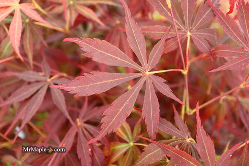 - Acer palmatum 'Sumi nagashi' Japanese Maple - Mr Maple │ Buy Japanese Maple Trees