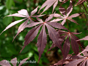 - Acer palmatum 'Sumi nagashi' Japanese Maple - Mr Maple │ Buy Japanese Maple Trees