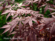 - Acer palmatum 'Sumi nagashi' Japanese Maple - Mr Maple │ Buy Japanese Maple Trees