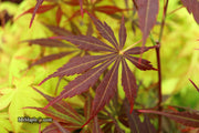 - Acer palmatum 'Sumi nagashi' Japanese Maple - Mr Maple │ Buy Japanese Maple Trees