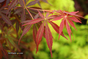 - Acer palmatum 'Sumi nagashi' Japanese Maple - Mr Maple │ Buy Japanese Maple Trees