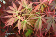 - Acer palmatum 'Sumi nagashi' Japanese Maple - Mr Maple │ Buy Japanese Maple Trees
