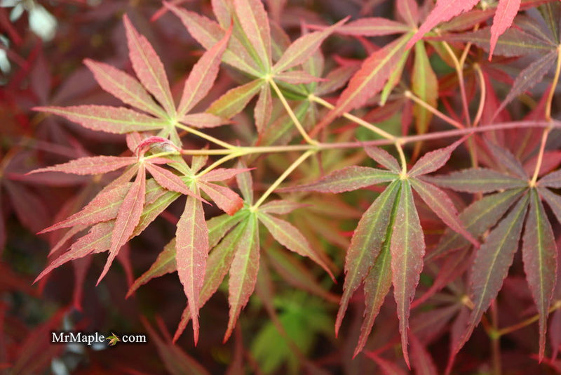 - Acer palmatum 'Sumi nagashi' Japanese Maple - Mr Maple │ Buy Japanese Maple Trees
