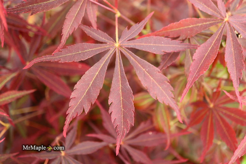 - Acer palmatum 'Sumi nagashi' Japanese Maple - Mr Maple │ Buy Japanese Maple Trees