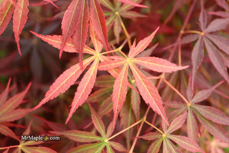 - Acer palmatum 'Sumi nagashi' Japanese Maple - Mr Maple │ Buy Japanese Maple Trees