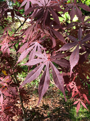 - Acer palmatum 'Sumi nagashi' Japanese Maple - Mr Maple │ Buy Japanese Maple Trees