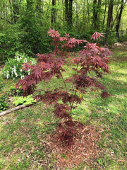 - Acer palmatum 'Sumi nagashi' Japanese Maple - Mr Maple │ Buy Japanese Maple Trees