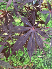 - Acer palmatum 'Sumi nagashi' Japanese Maple - Mr Maple │ Buy Japanese Maple Trees