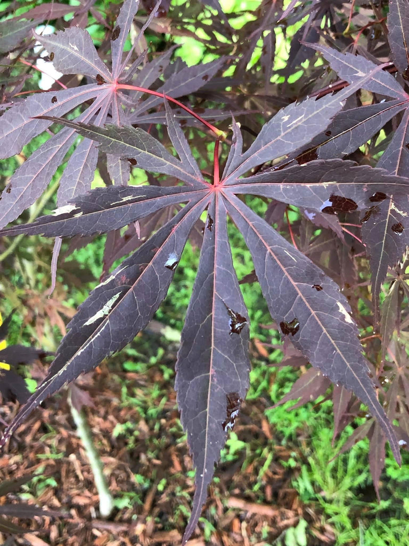 - Acer palmatum 'Sumi nagashi' Japanese Maple - Mr Maple │ Buy Japanese Maple Trees