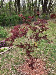 - Acer palmatum 'Sumi nagashi' Japanese Maple - Mr Maple │ Buy Japanese Maple Trees