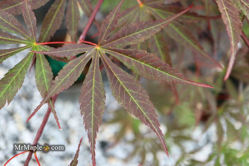 - Acer palmatum 'Sumi nagashi' Japanese Maple - Mr Maple │ Buy Japanese Maple Trees