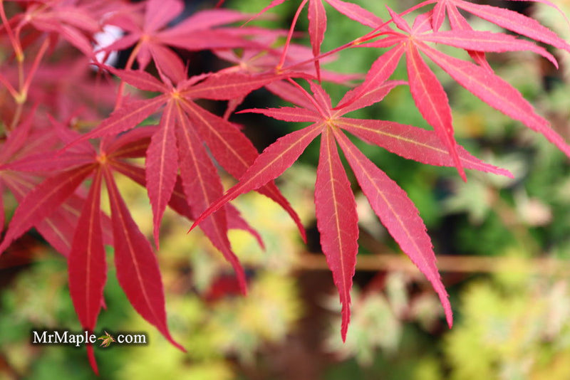 - Acer palmatum 'Sumi nagashi' Japanese Maple - Mr Maple │ Buy Japanese Maple Trees