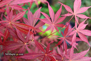 - Acer palmatum 'Sumi nagashi' Japanese Maple - Mr Maple │ Buy Japanese Maple Trees