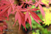 - Acer palmatum 'Sumi nagashi' Japanese Maple - Mr Maple │ Buy Japanese Maple Trees