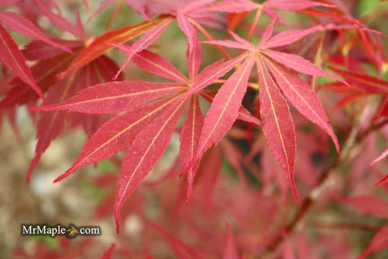 - Acer palmatum 'Sumi nagashi' Japanese Maple - Mr Maple │ Buy Japanese Maple Trees