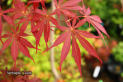 - Acer palmatum 'Sumi nagashi' Japanese Maple - Mr Maple │ Buy Japanese Maple Trees