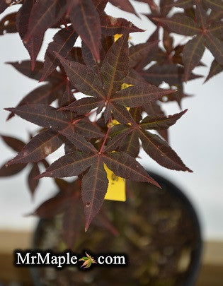 - Acer palmatum 'Summer Sunset' Japanese Maple - Mr Maple │ Buy Japanese Maple Trees