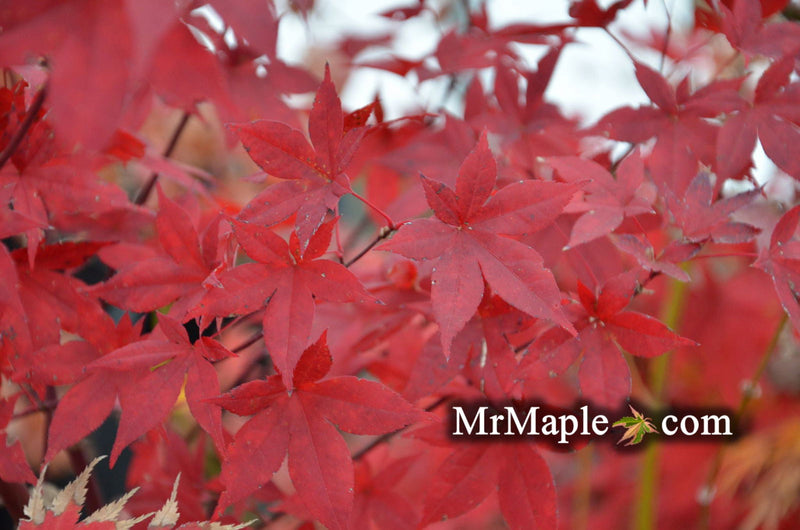 - Acer palmatum 'Summer Sunset' Japanese Maple - Mr Maple │ Buy Japanese Maple Trees